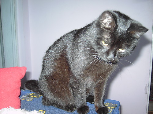 Pereka