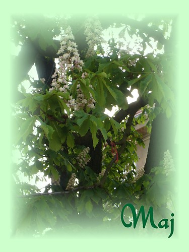 Wpis obleci