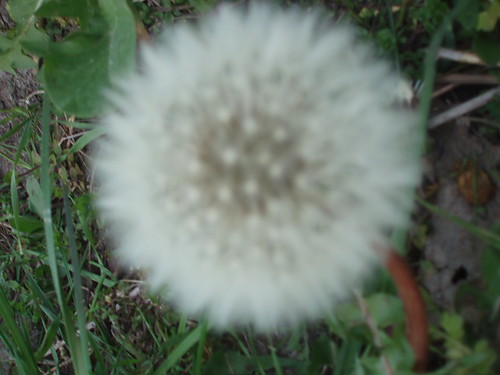 mleczu