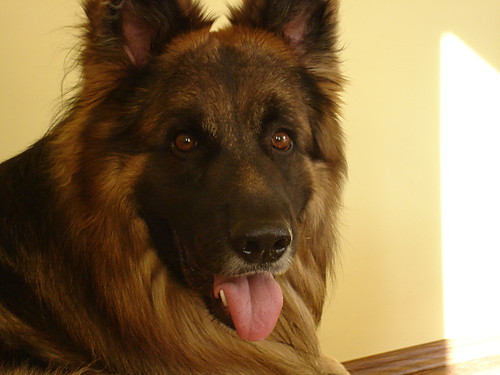My DoG..........................