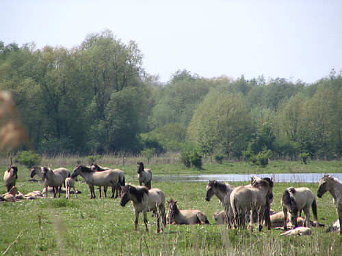 Sielanka