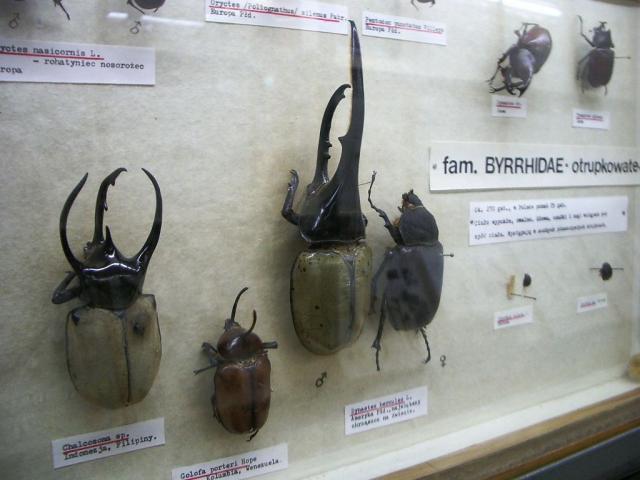 Noc Muzew