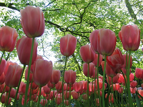 Tulipany :)