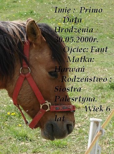 MiQ..(Matka Patria Ojciec Fant)