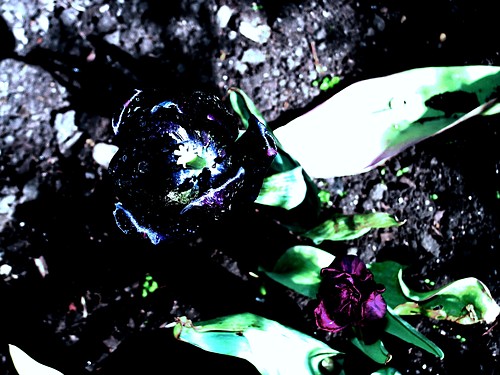 black.. ale nie rose. (;