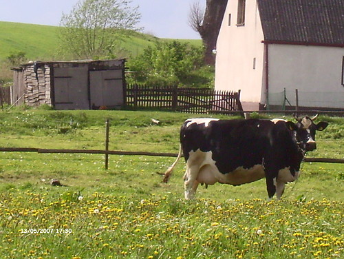 Kjuwka 