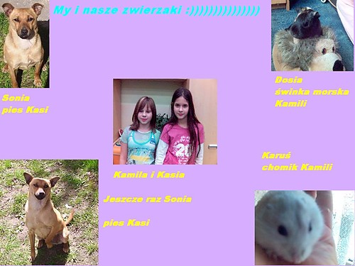 My i nasze zwierzaki
