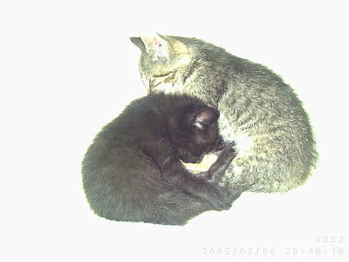 kotki