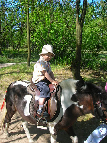 konik