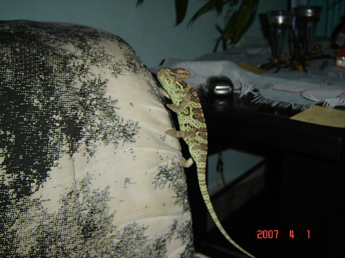 Wpis alienowna