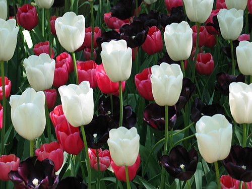 Tulipany po raz 2 :p
