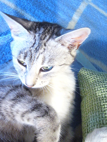Wpis felinimaginaire