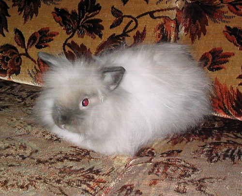 Doubi