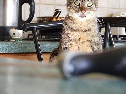 Kot Kitowski
