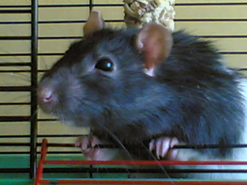 Wpis fredzelek