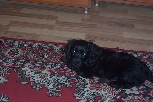 Spike:):):)
