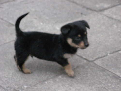 piesek