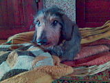 Kuba