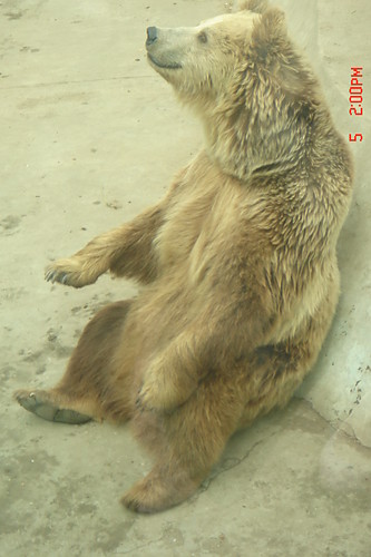 Misiaczek.