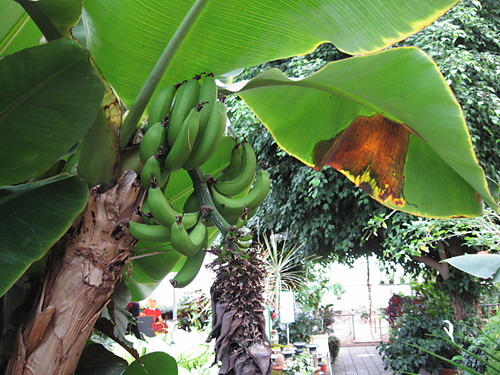 Bananki