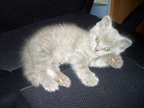 Moj :**