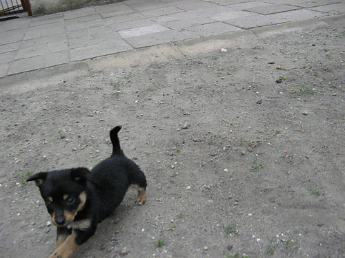 piesek