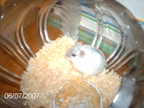 chomik.