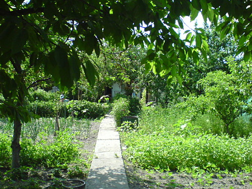 Dziaka