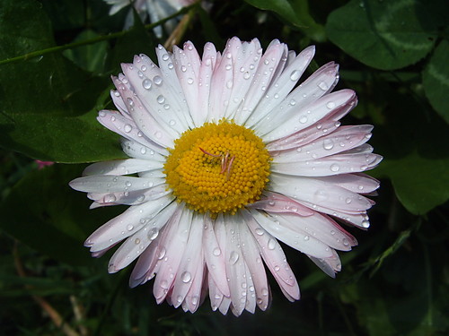 Stokrotka 