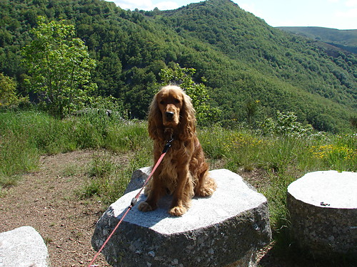 toffik 