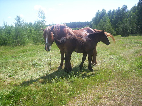 Wpis 19koniekocham92