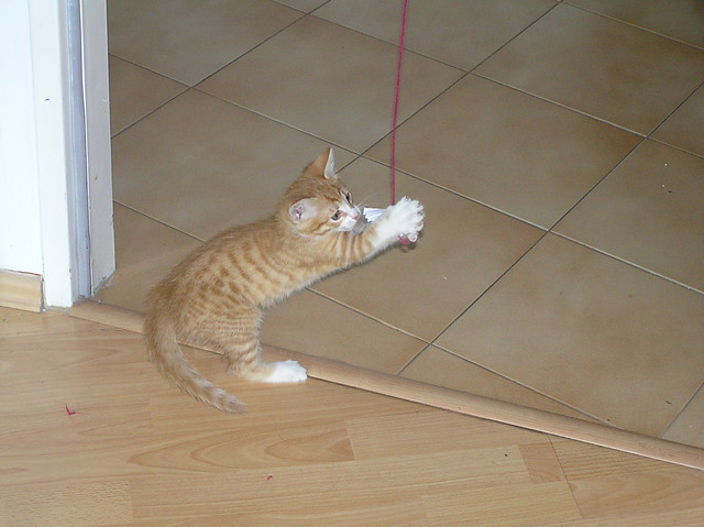 Tofi