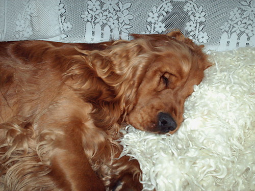 toffik 