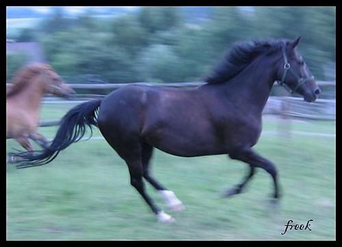 Galopem^^