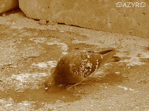 Gobki....