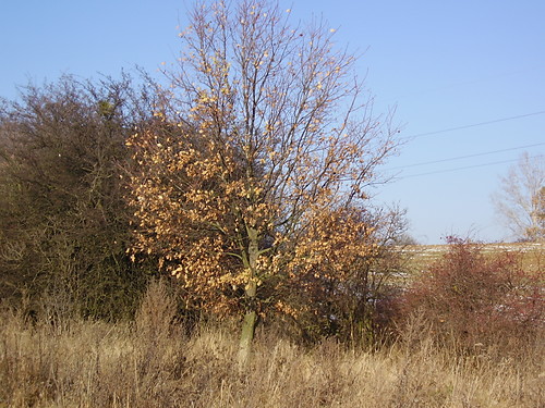 piotrkowiczki2