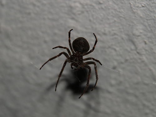 Spiderek
