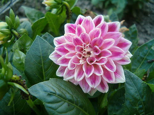 beautyful flower
