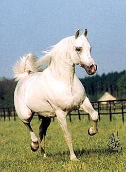 ..::WhItE..HoRsE:::..