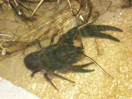 RaCzeK:)