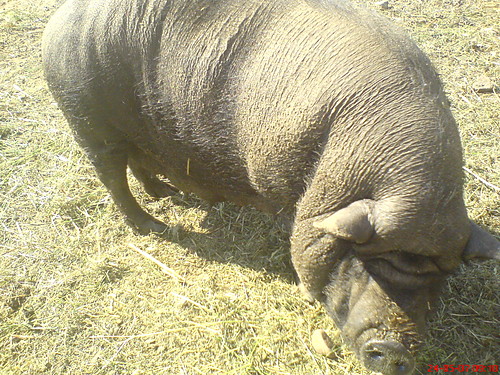winia