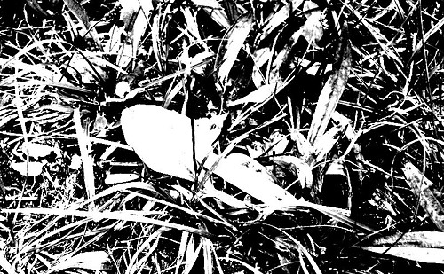 black grass