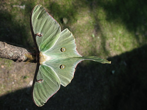 Luna Moth