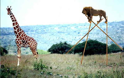 only in kenia