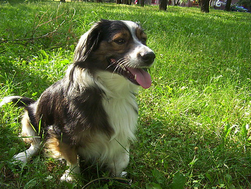 Maksio 