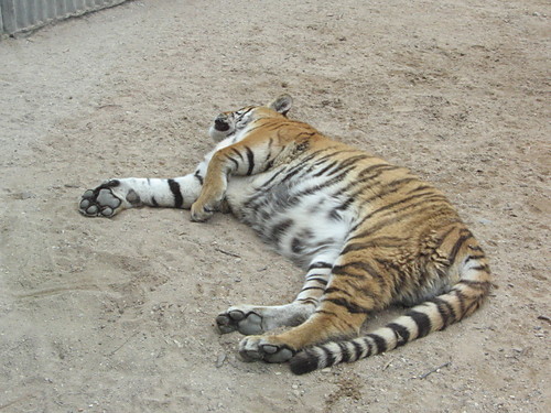 Tigris!!!!!! :*