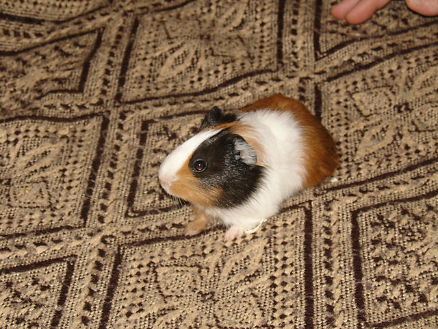 winka morska
