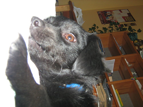 ..:::Kropeczka:::..