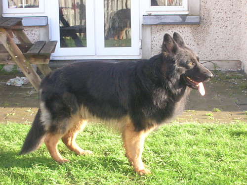krycie