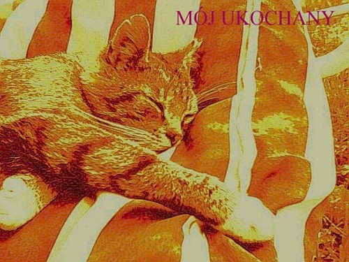 Mj ukochany koteczek:)))